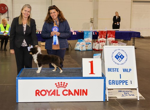 Beste valp gr 1