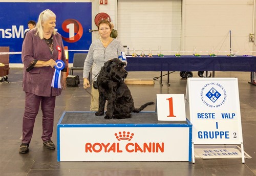 Beste Valp gr 2
