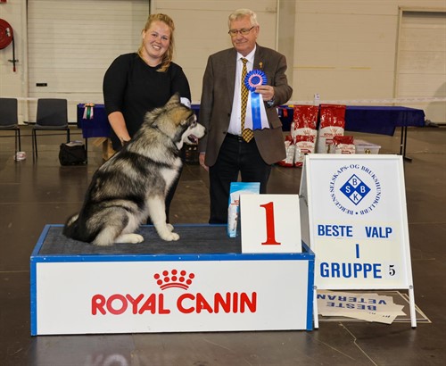 Beste valp gr 5