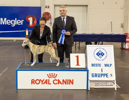 Beste Valp gr 10
